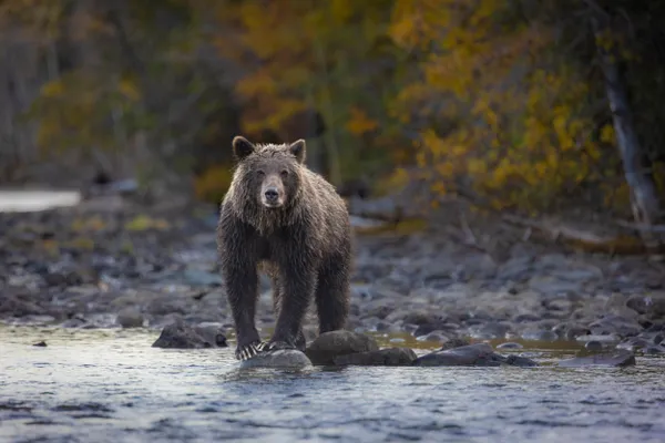 Grizzly in fall color thumbnail