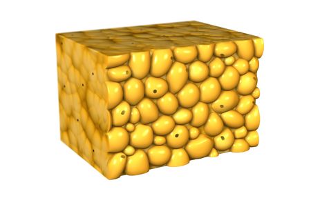 Fat cells. 