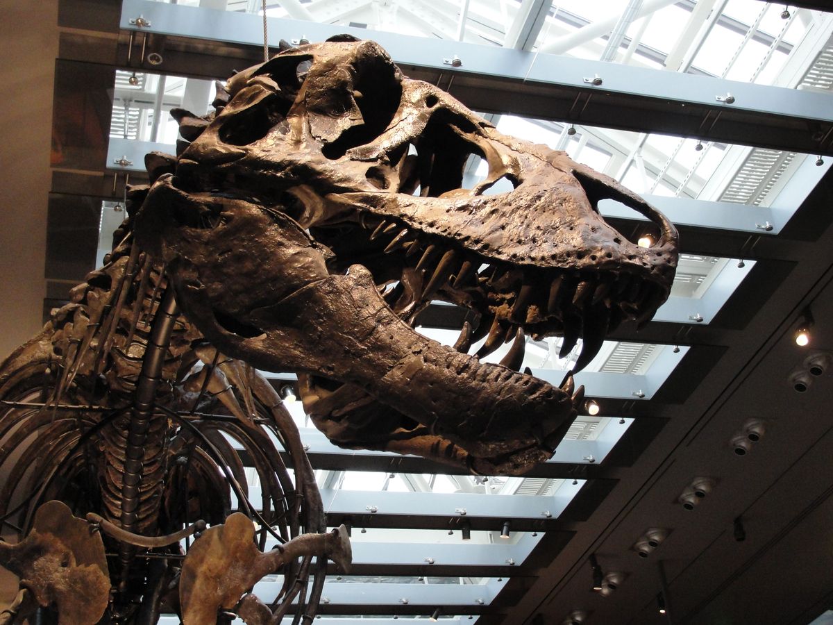 A tooth analysis hints that the fearsome predator ran at a toasty 97 degrees Fahrenheit. <https://t.co/RwHgEkir65>
 [↧](https://t.co/RwHgEkir65) Tyrannosaurus R
