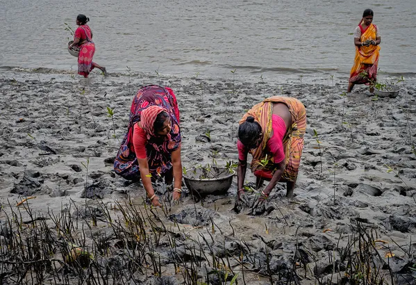Mangrove plantation at sea shore thumbnail
