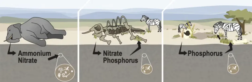 An illustration showing the movement of nutrients at a carcass site