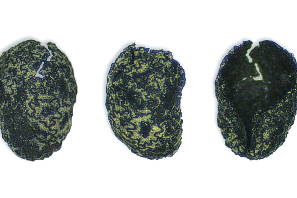 Charred tobacco seeds against a white background