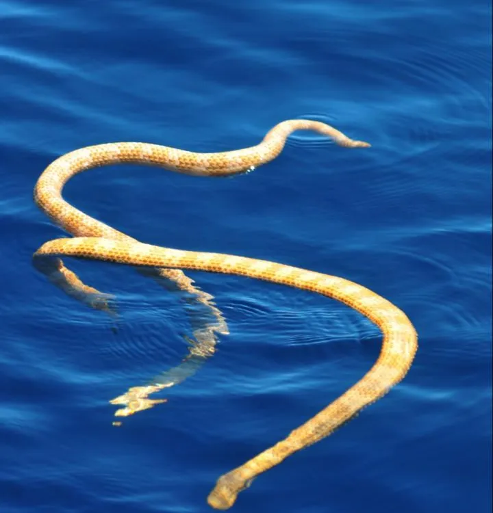 They're Back: Supposedly Extinct Sea Snakes Have Been Found in Australia |  Smart News| Smithsonian Magazine
