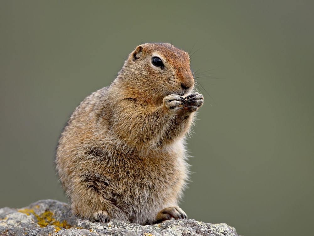 arctic ground squirrel