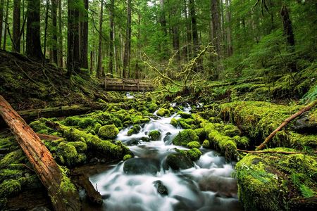 A creek runs by moss-covered rocks not far From Sol Duc Falls in Olympic National Park. Researchers have found that listening to natural sounds like running water may benefit human health.