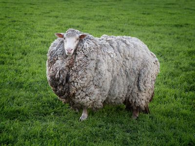 Prickles, a barefaced merino sheep who went unshorn for seven years after fleeing her home in Tasmania during a spate of 2013 bushfires