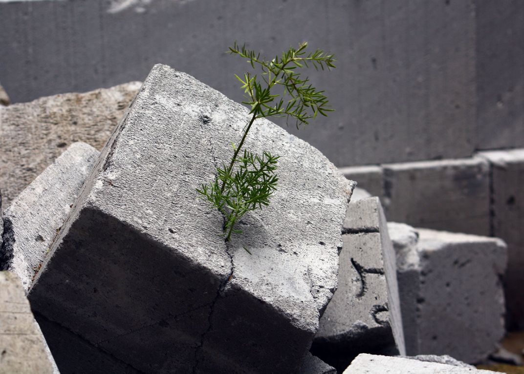 SURVIVAL OF THE FITTEST - seen a small plant growing out of cement