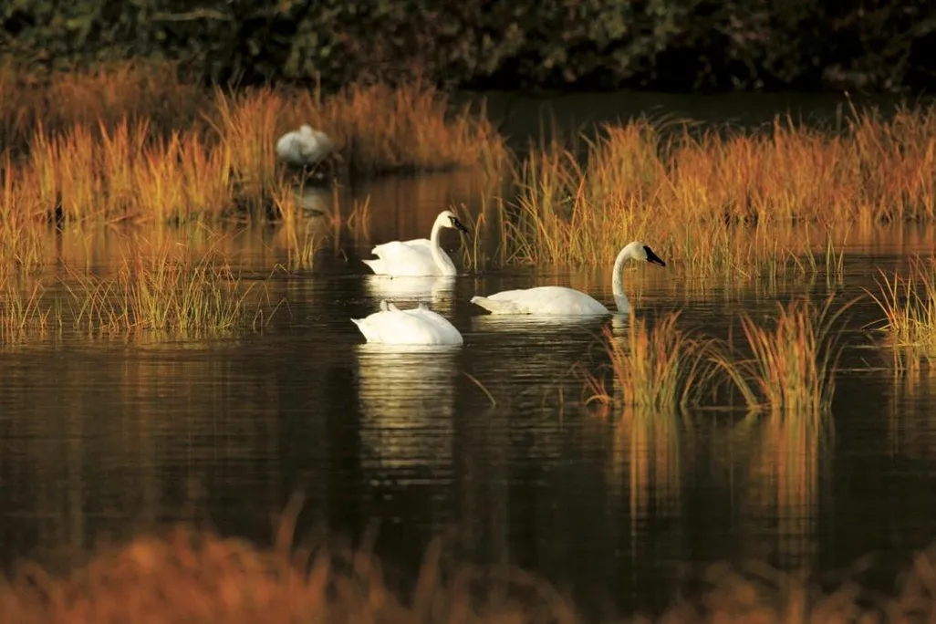 The Beaver and the Swans.jpg