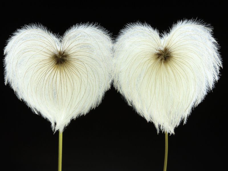 originally-the-flowers-don-t-look-like-this-way-i-took-off-the-top