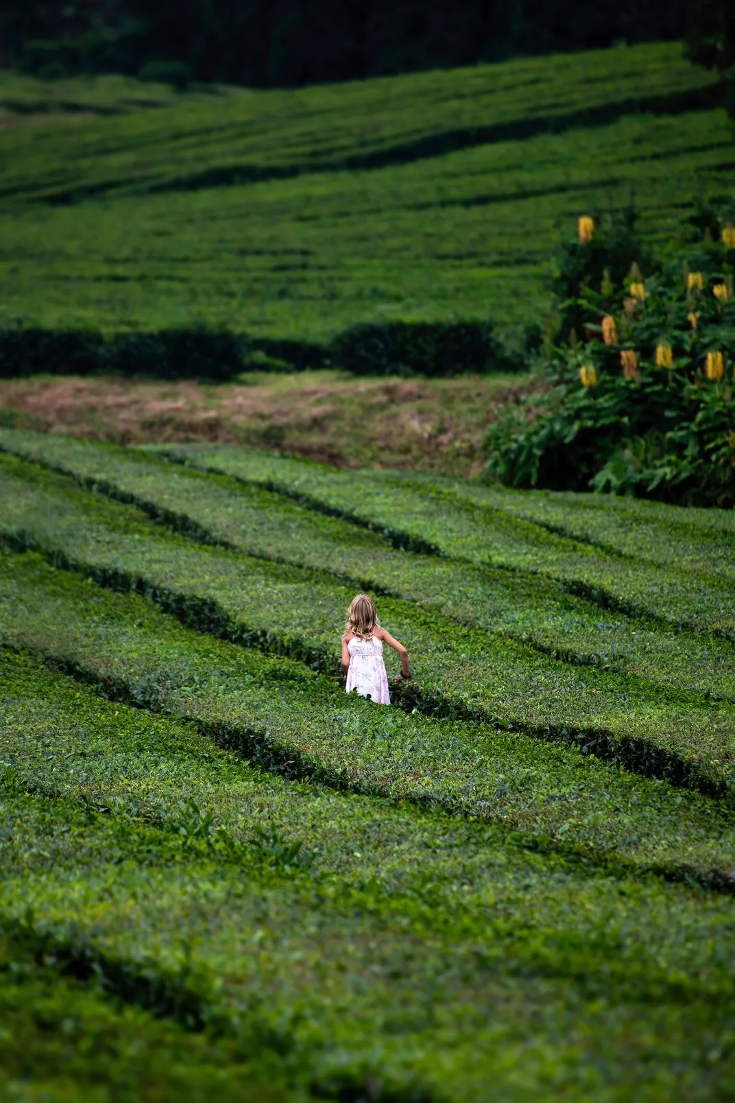 A young girl runs through the tea fields of Gorreana