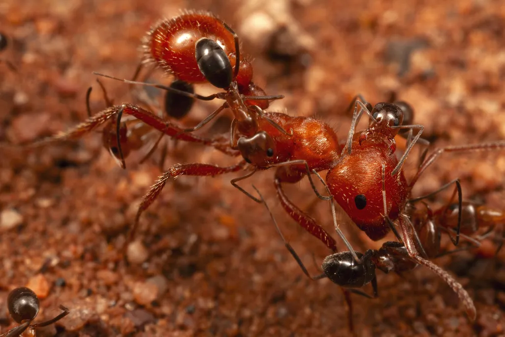 little ants on a big ant
