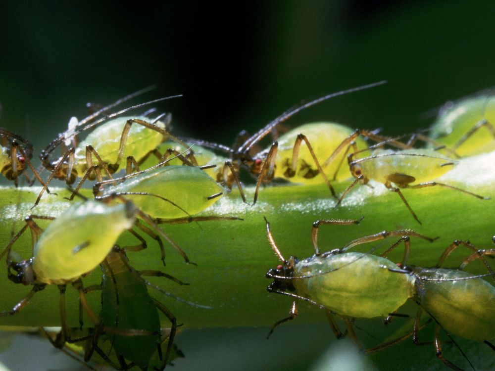 aphids on a stem