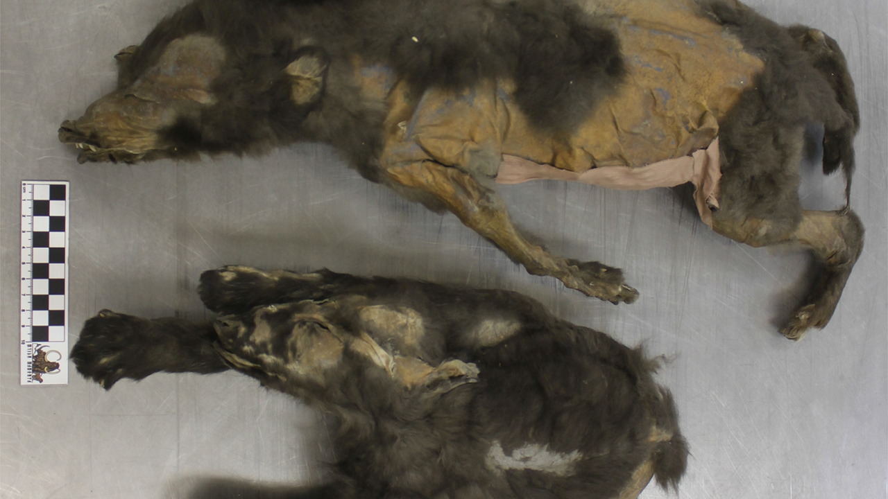 14,000-Year-Old 'Puppies' Found in Siberia Were Wolf Littermates