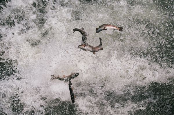 Rainbow Trout Release thumbnail