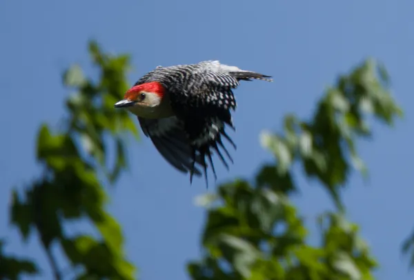 Red-bellied Woodpecker thumbnail