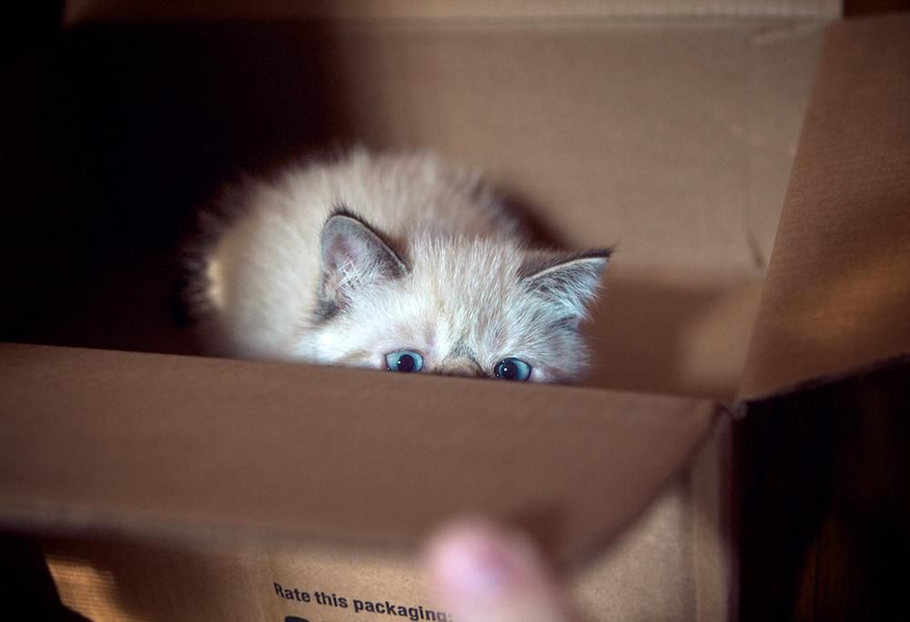 Cat in a box