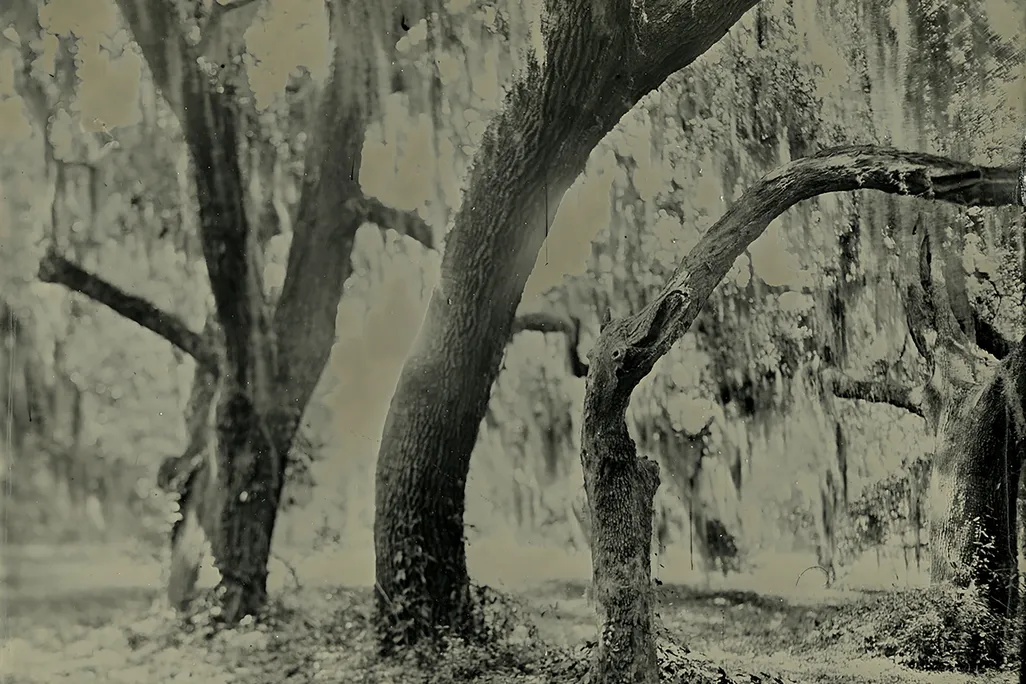 a tin type photograph of live oak trees with Spanish Moss