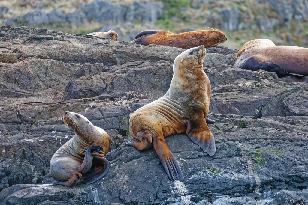 Steller sea lions sitting on rocks on the shore of Campbell River in British Columbia, Canada.