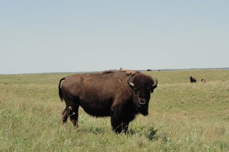 A bison roaming Fort Niobrara Wilderness