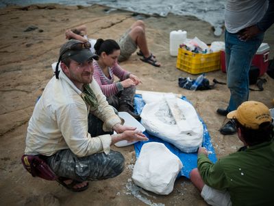 Scientists from the Smithsonian’s National Museum of Natural History (including Nick Pyenson, left) and the Smithsonian Tropical Research Institute collect a fossil dolphin from the Caribbean coast of Panama. The fossil is encased in a white plaster jacket, and recovered as the tide rushed in.
© Aaron O'Dea / Smithsonian Institution