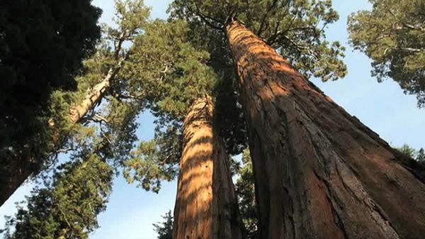 Preview thumbnail for A Sequoia Circle of LIfe