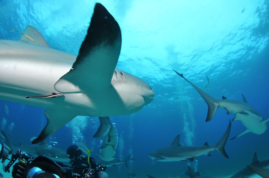 Sharks in Bahamas