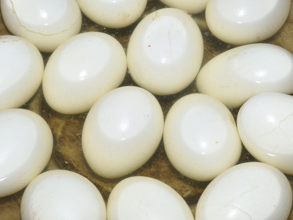 egg