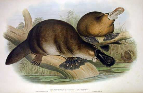 Many Animals, Including the Platypus, Lost Their Stomachs | Smart News|  Smithsonian Magazine