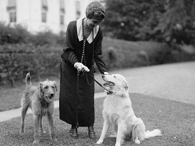 Grace Coolidge with Laddie Boy, an Airedale Terrier, and Rob Roy, a white Collie