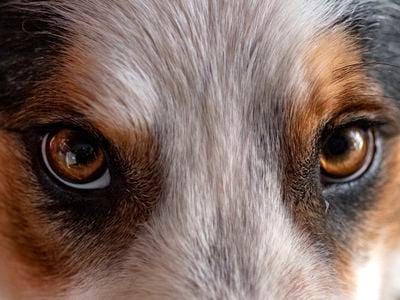Humans may perceive dogs with dark eyes as younger and more friendly, according to new research.