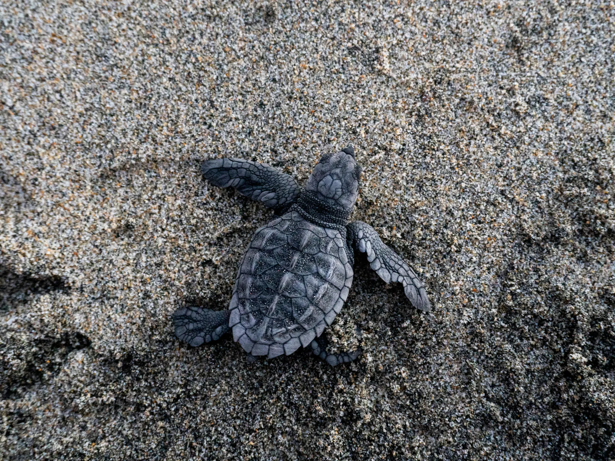 Spend World Sea Turtle Day With the Loggerheads | Smithsonian Voices ...