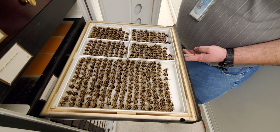 A person opens a drawer full of pinned bumblebees in the Entomology collection at the Smithsonian's National Museum of Natural History.