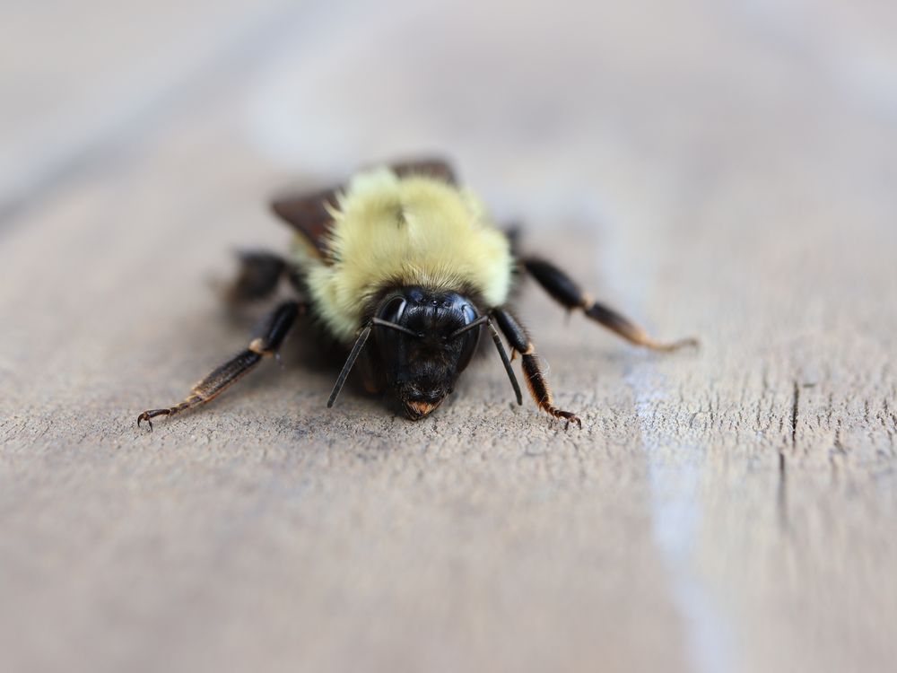 Fuzzy Bumble Bee Smithsonian Photo Contest Smithsonian Magazine