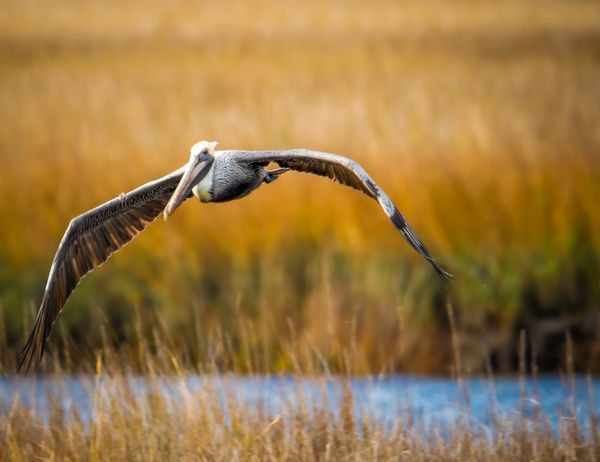 Winter Sunset on the Marsh thumbnail