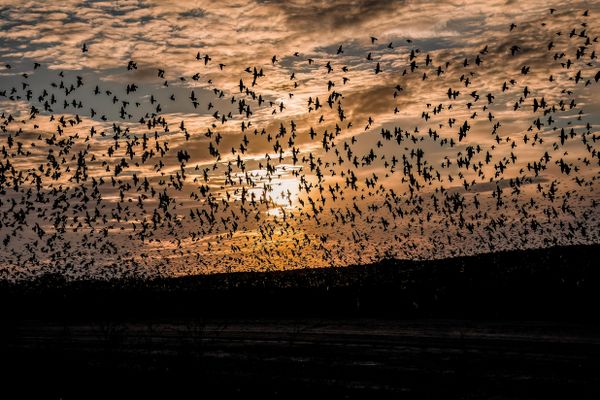 The flock of Starlings thumbnail