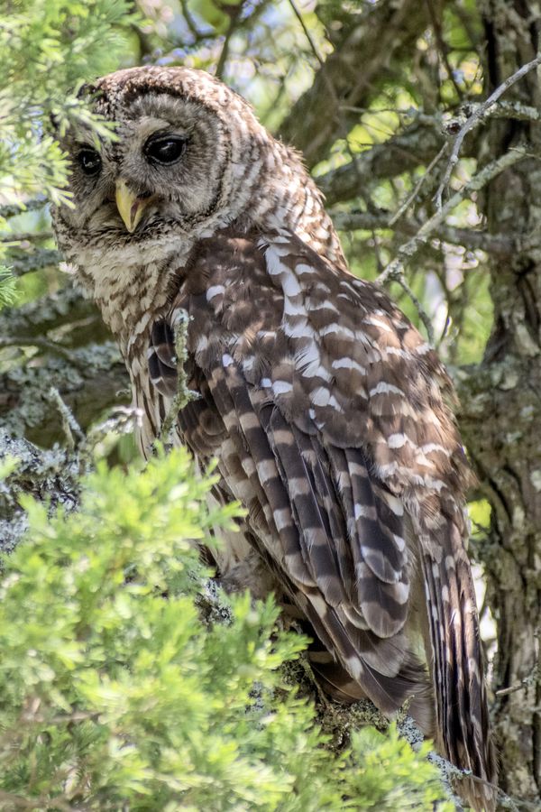 Barred Owl's Perch thumbnail