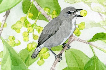 The spectacled flowerpecker has been spotted eating mistletoe, a parasitic plant that grows high in Borneo’s forest canopy. The distinctive white markings around the eyes earned these birds their common name. (John Anderton) 