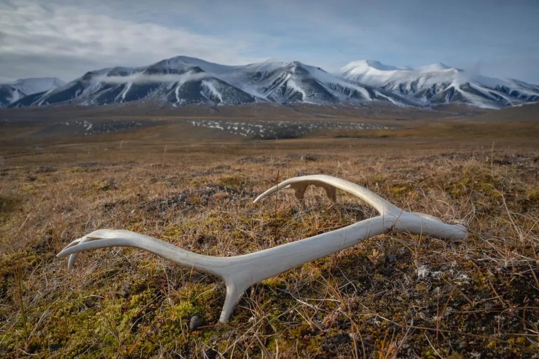 A shed antler at the edge of the Reindalen valley.