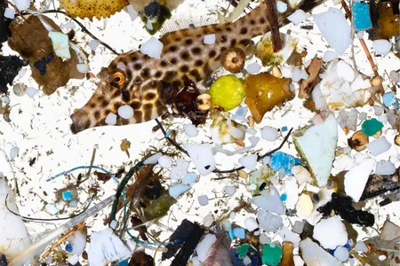 A two-month-old filefish collected in the survey surrounded by plastic bits.