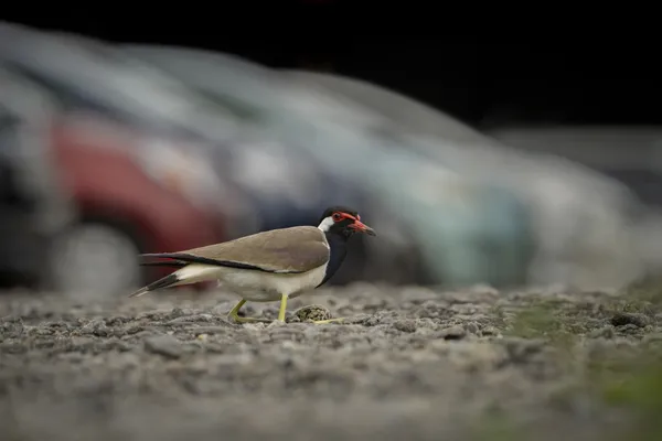 Lapwing on guard thumbnail