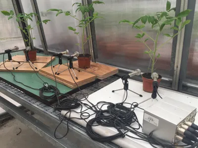 Researchers use microphones to measure the noises emitted by tomato plants.