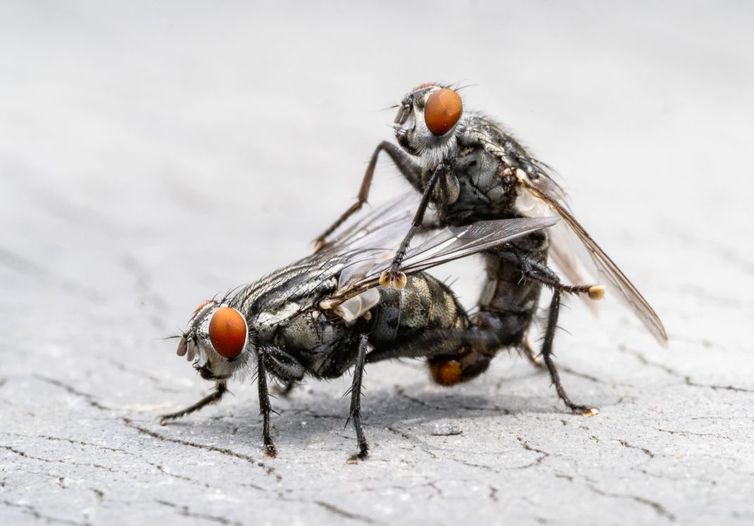 Fly Sex Smithsonian Photo Contest Smithsonian Magazine