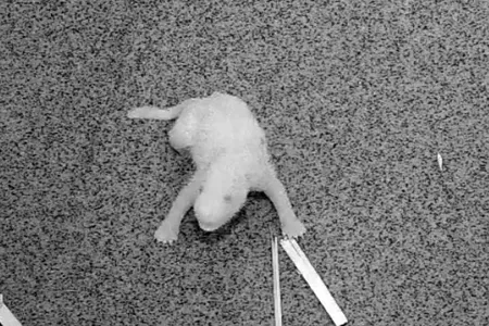 The National Zoo shares favorite moments as curators and keepers train their expert eyes on the Giant Panda Cam, monitoring the young cub's first weeks.