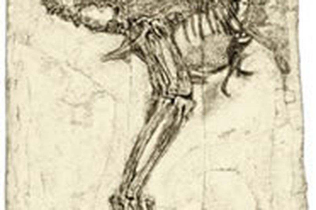 20110520083131caudipteryx.jpg