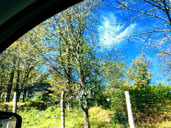 Plumed Cloud Overhead Off to See the World thumbnail