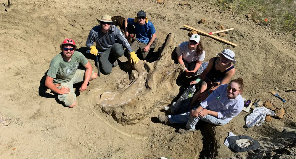 Triceratops excavation