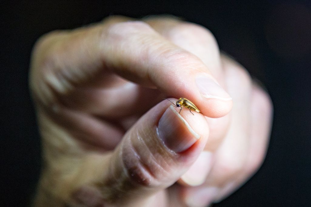a hand holds a single firefly between the thumb and index fingers