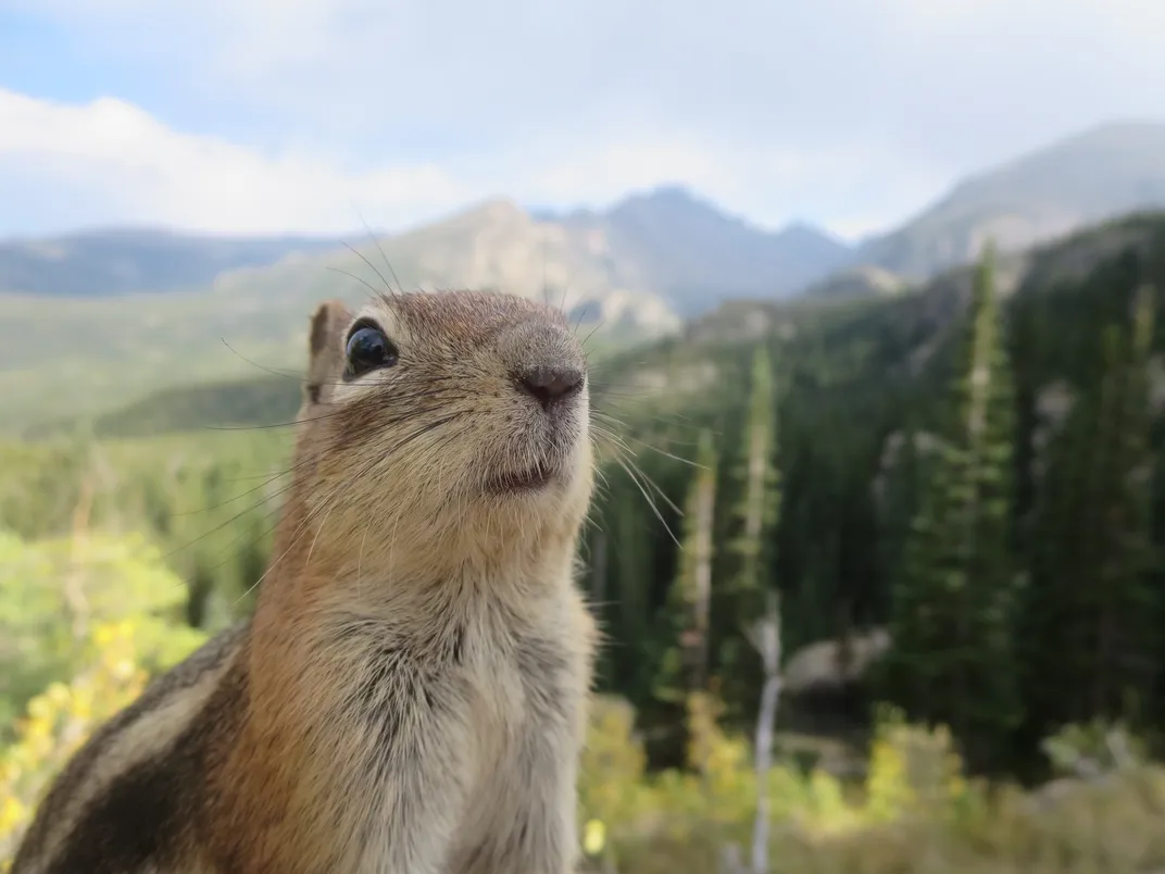 A golden-mantled ground squirrel
