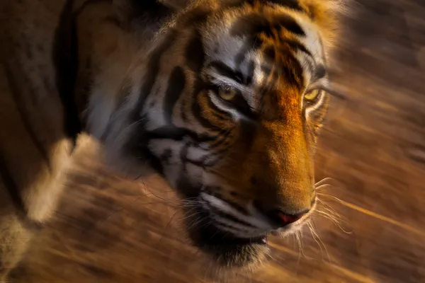 Stride of Light thumbnail