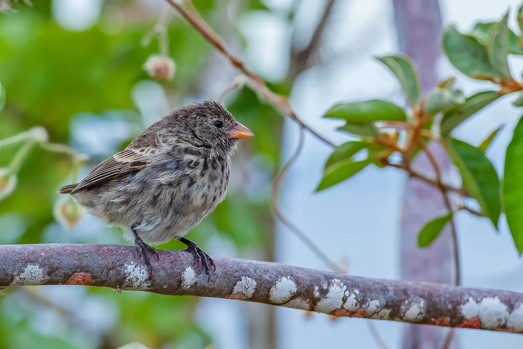 One of many species of Darwin finch